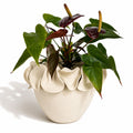 A potted anthurium plant with glossy green and burgundy leaves, arranged in a textured natural white ceramic planter pot with a ruffled edge. Planter by Polly Barton.